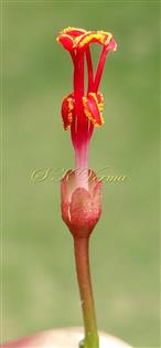  Male Flower (Petals removed)